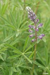 Kinkaid's Sulphur Lupine blossoms & foliage