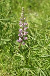 Kinkaid's Sulphur Lupine blossoms & foliage