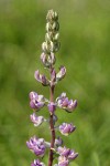 Kinkaid's Sulphur Lupine blossoms