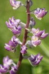 Kinkaid's Sulphur Lupine blossoms detail