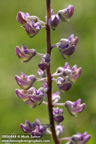 Lupinus sulphureus ssp. kincaidii