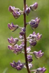 Kinkaid's Sulphur Lupine blossoms detail