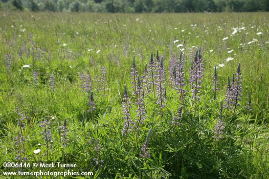 Lupinus sulphureus ssp. kincaidii