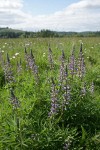 Kinkaid's Sulphur Lupines in meadow among grasses and Ox-eye Daisies