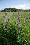 Kinkaid's Sulphur Lupines in meadow among grasses