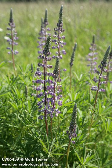 Lupinus sulphureus ssp. kincaidii