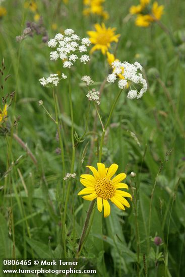 Wyethia angustifolia; Ligusticum apiifolium