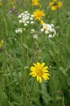Narrowleaf Mule's Ears blossom w/ Celery-leaf Lovage