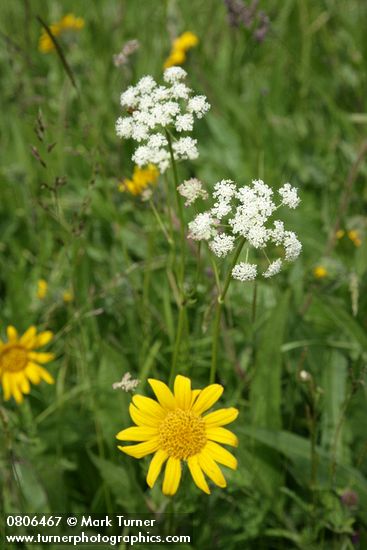 Ligusticum apiifolium; Wyethia angustifolia