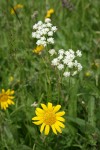 Celery-leaf Lovage w/ Narrowleaf Mule's Ears blossom soft fgnd