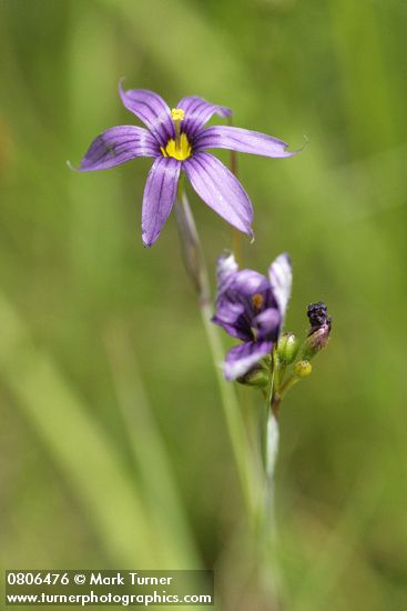 Sisyrinchium idahoense