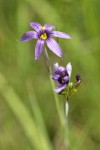 Idaho Blue-eyed Grass