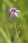 Idaho Blue-eyed Grass