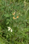 Thin-leaved Peavine blossoms & foliage