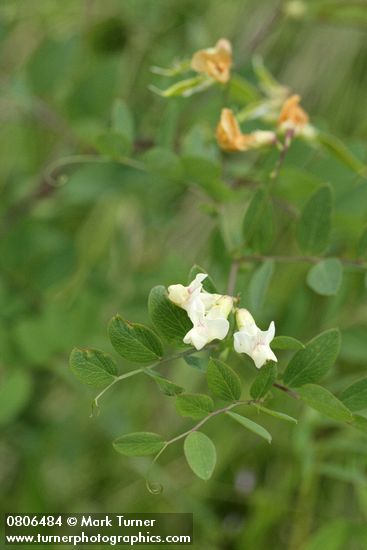 Lathyrus holochlorus
