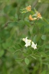 Thin-leaved Peavine blossoms & foliage