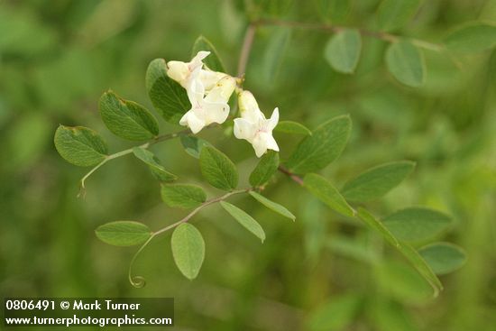 Lathyrus holochlorus