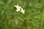 Thin-leaved Peavine blossoms & foliage