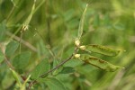 Thin-leaved Peavine immature pods