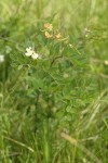 Thin-leaved Peavine