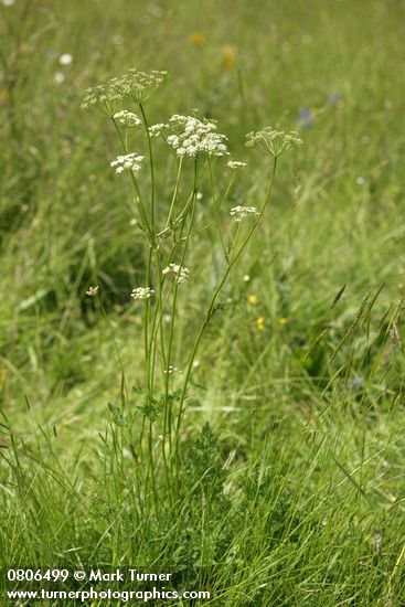 Ligusticum apiifolium