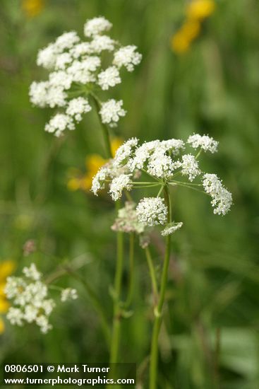 Ligusticum apiifolium