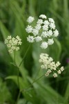 Celery-leaf Lovage blossoms