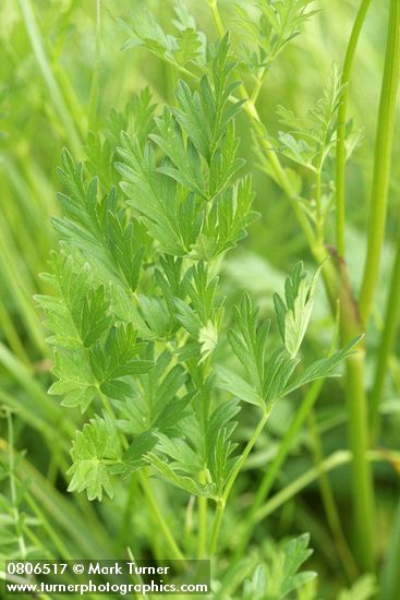 Ligusticum apiifolium