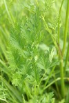Celery-leaf Lovage foliage detail