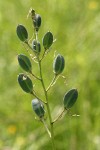 Common Camas immature seed pods