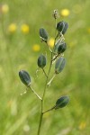 Common Camas immature seed pods