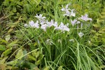 Toughleaf Iris