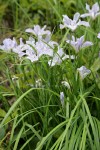 Toughleaf Iris