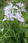 Toughleaf Iris