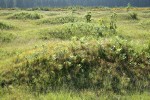 Bracken Ferns among grasses on mounded prairie, backlit