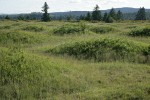 Mounded prairie habitat