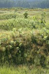 Bracken Ferns among grasses on mounded prairie, backlit