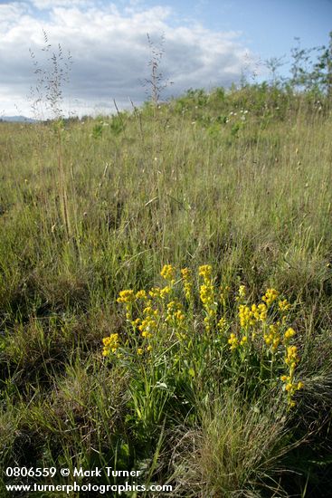 Solidago simplex ssp. simplex (S. spathulata)