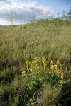 Dune Goldenrod among grasses on mounded prairie