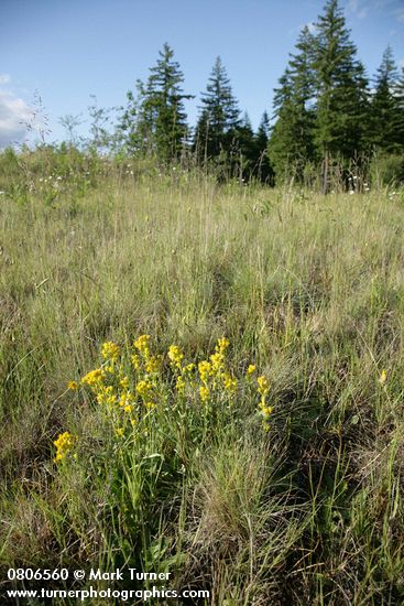 Solidago simplex ssp. simplex (S. spathulata)