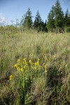 Dune Goldenrod among grasses on mounded prairie