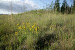 Dune Goldenrod among grasses on mounded prairie