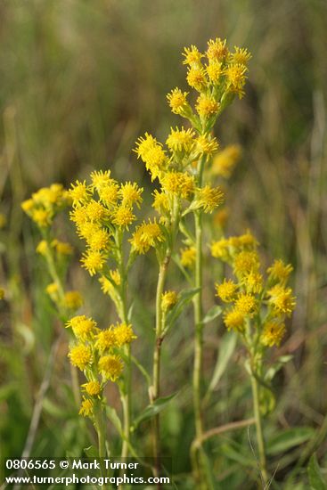 Solidago simplex ssp. simplex (S. spathulata)