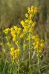 Dune Goldenrod