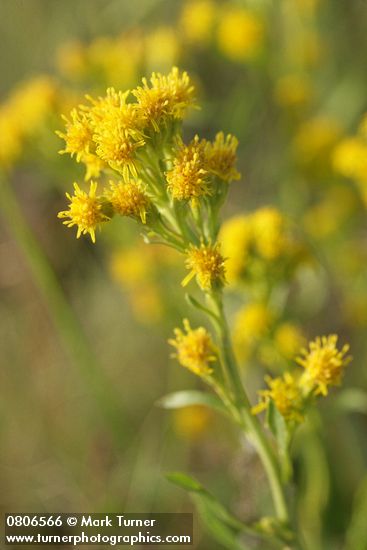 Solidago simplex ssp. simplex (S. spathulata)