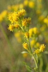 Dune Goldenrod blossoms