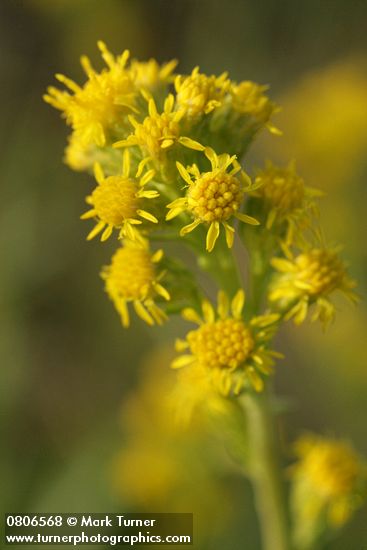 Solidago simplex ssp. simplex (S. spathulata)