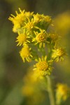 Dune Goldenrod blossoms detail