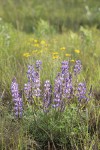 Prairie Lupine