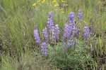 Prairie Lupine